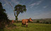 Cowtree field Dorset