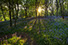 Dorset bluebells