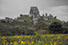 corfe castle and buttercups