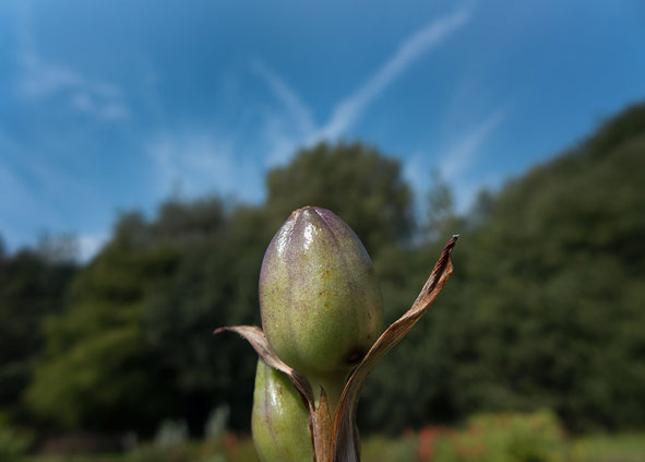 seed pod