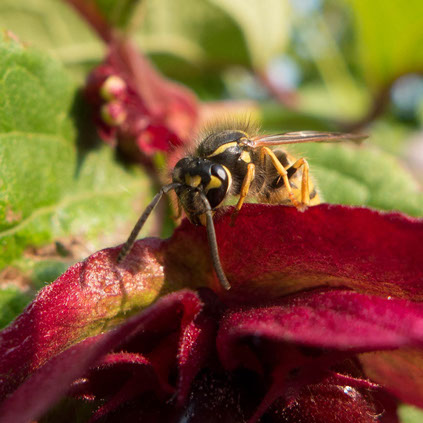 wasp on leaf
